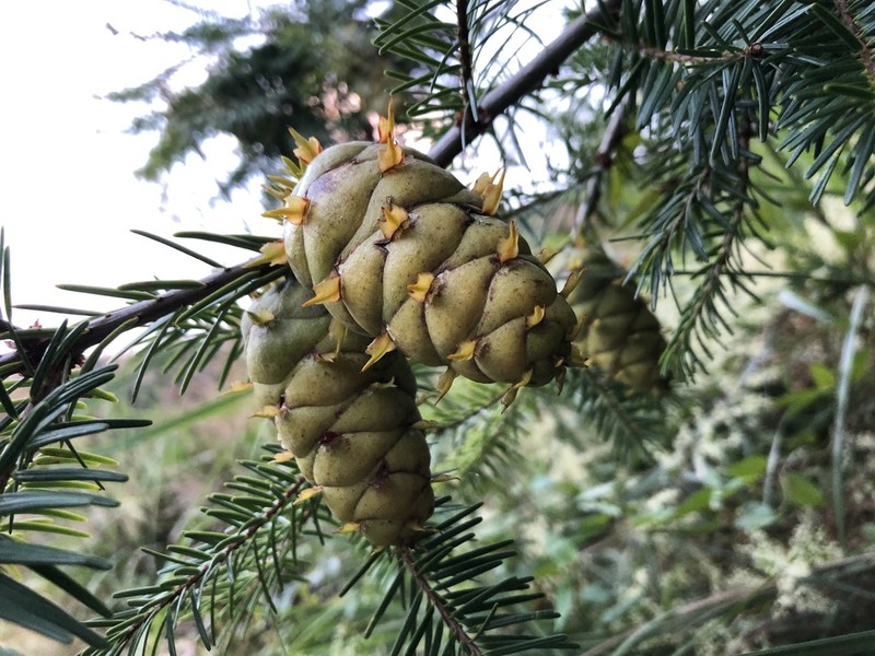 Pseudotsuga sinensis photo 4