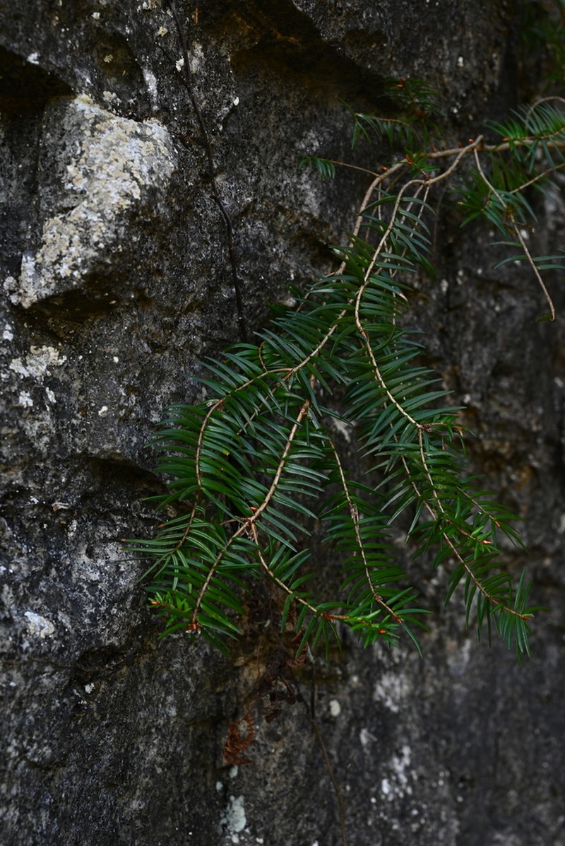 Pseudotsuga sinensis photo 5