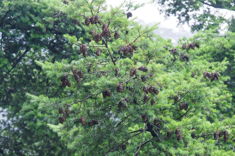 Pseudotsuga sinensis photo 6