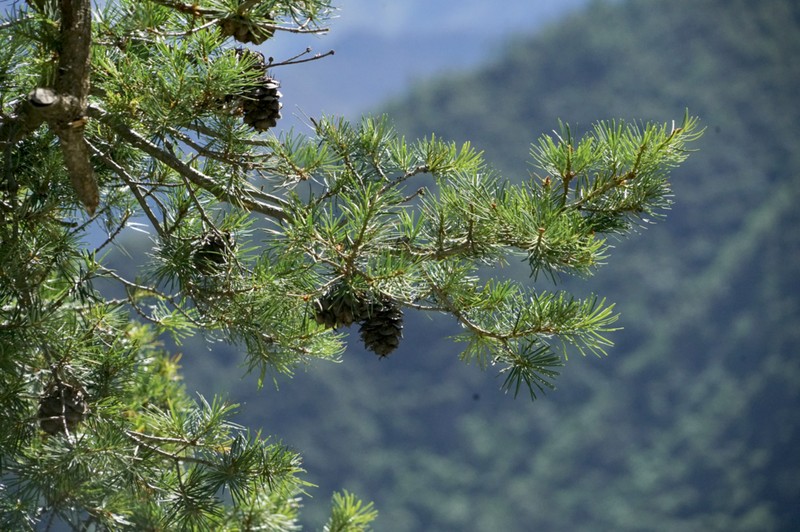 Pseudotsuga sinensis photo 7