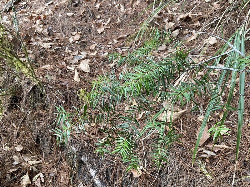 Pseudotsuga sinensis var. sinensis