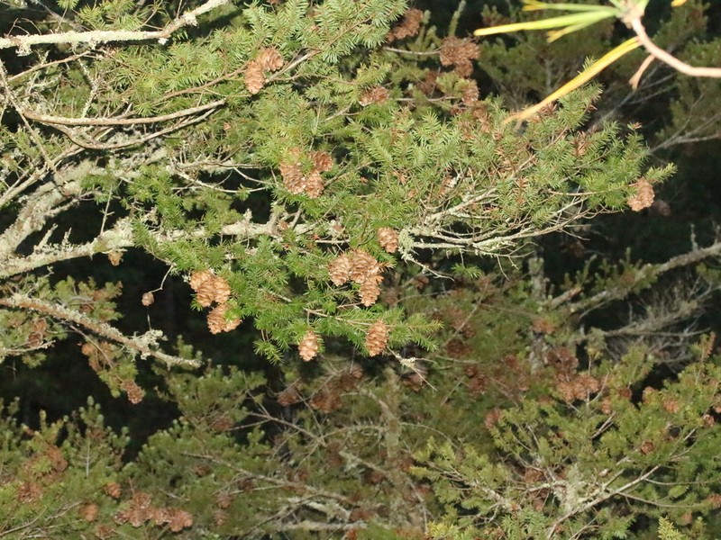 Pseudotsuga sinensis var. sinensis photo 2