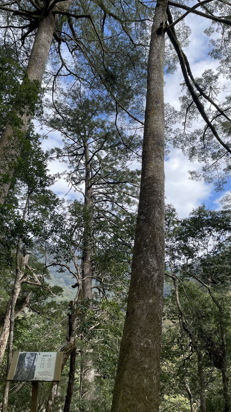 Pseudotsuga sinensis var. sinensis photo 4