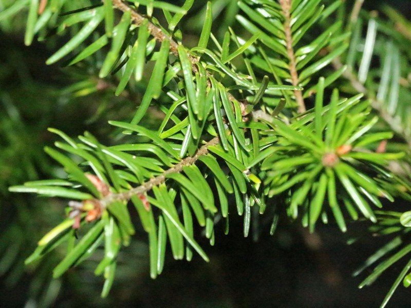 Pseudotsuga sinensis var. sinensis photo 5