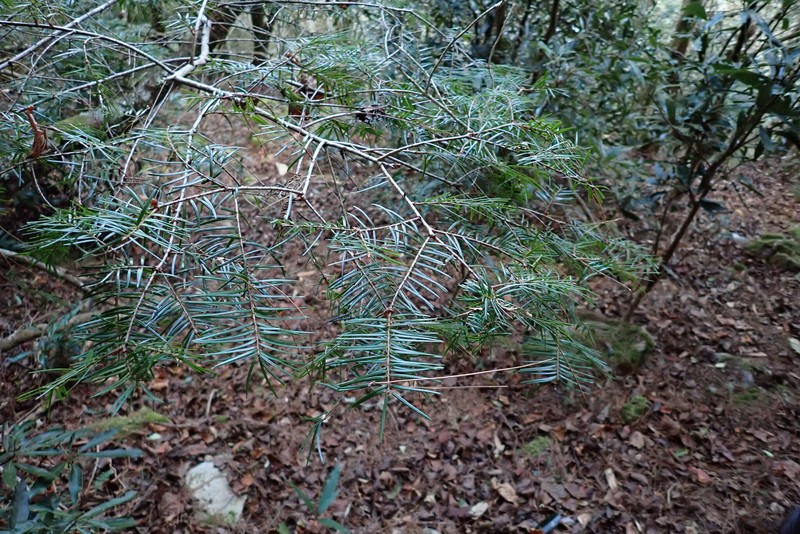 Pseudotsuga sinensis var. sinensis photo 6