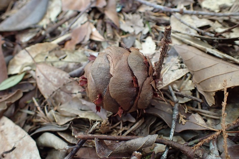 Pseudotsuga sinensis var. sinensis photo 7