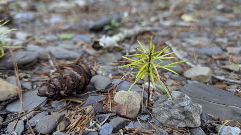 Pseudotsuga sinensis var. sinensis photo 8