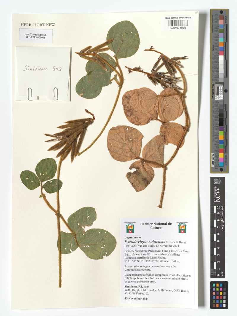 Pseudovigna sulaensis