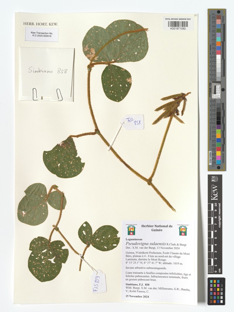 Pseudovigna sulaensis photo 2