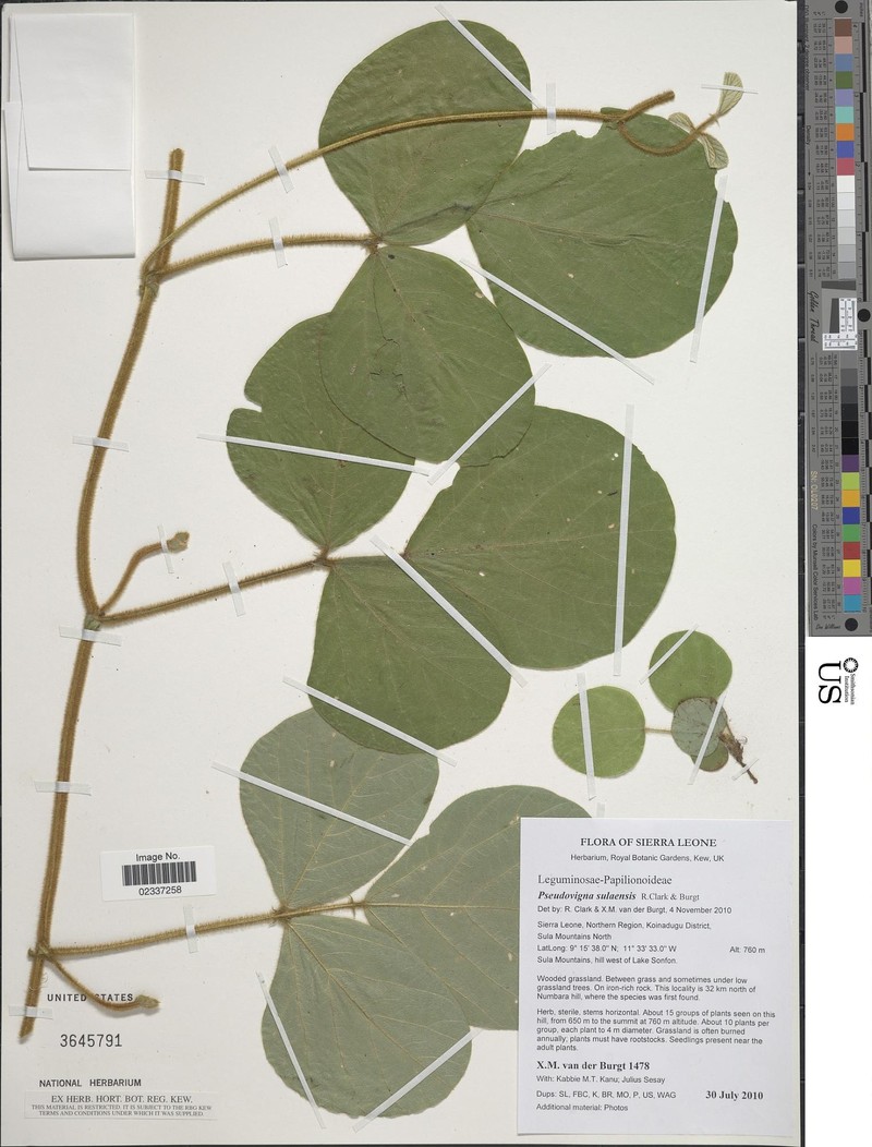Pseudovigna sulaensis photo 3