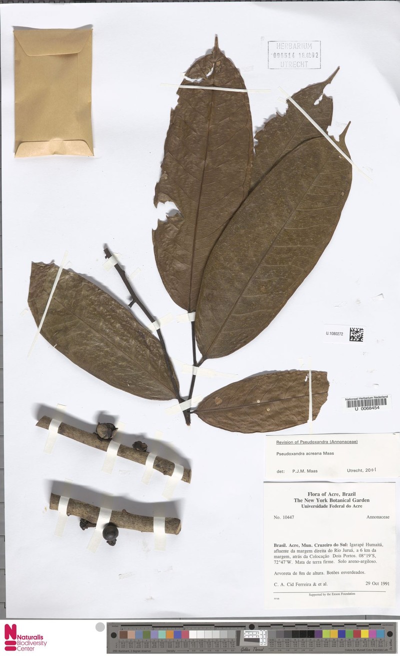 Pseudoxandra acreana