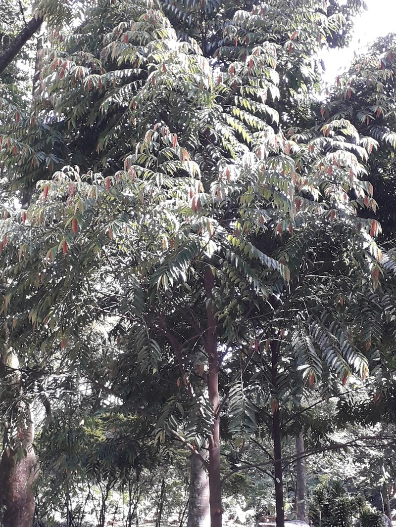 Pseudoxandra angustifolia photo 2