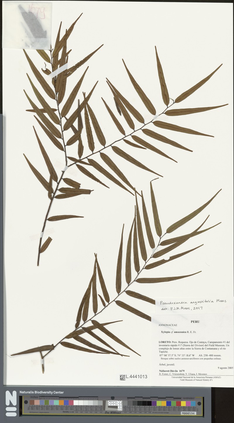 Pseudoxandra angustifolia photo 3