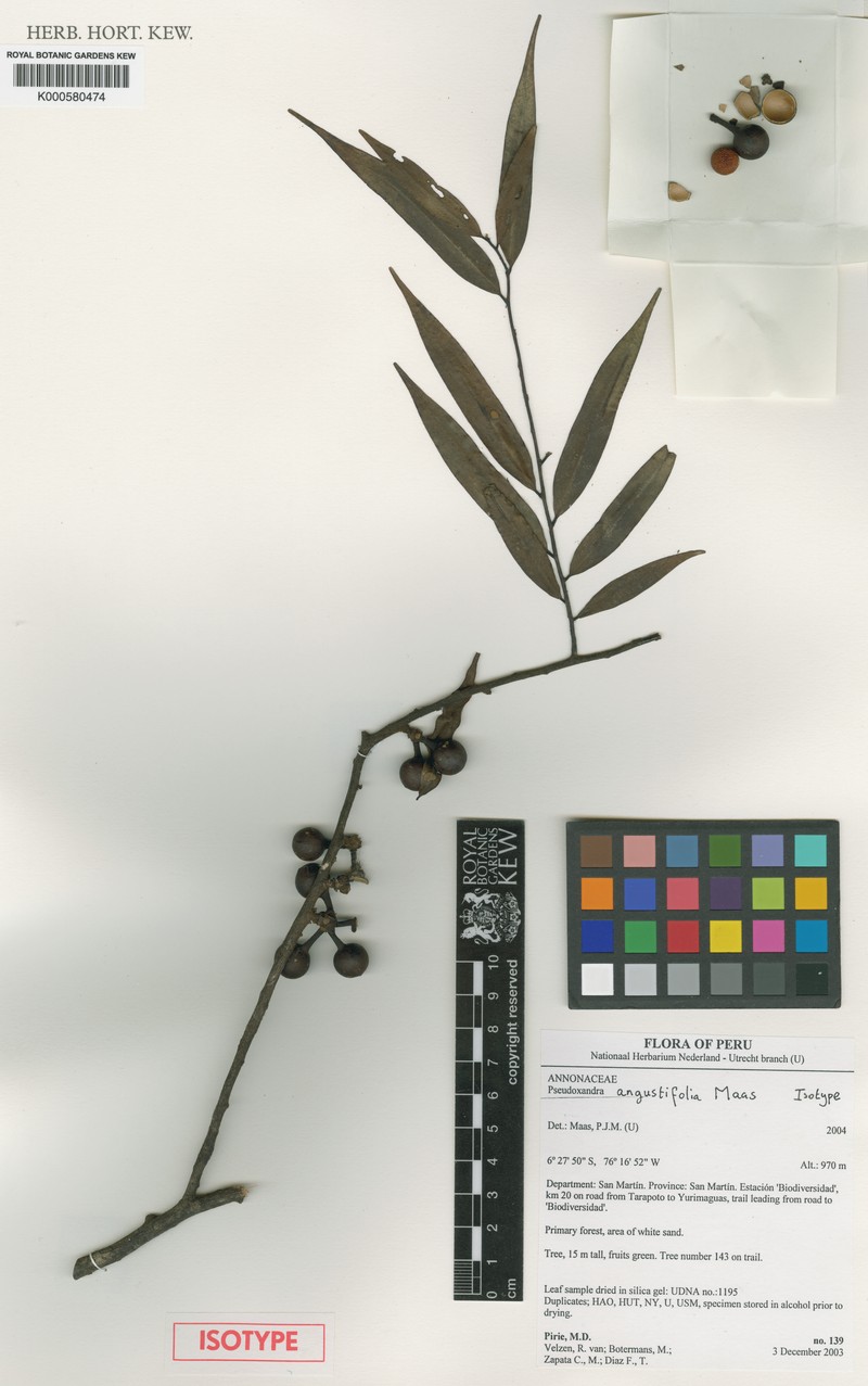 Pseudoxandra angustifolia photo 4