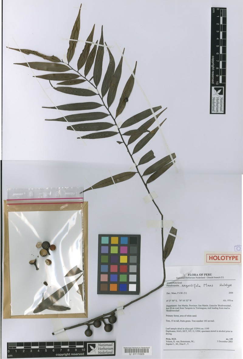 Pseudoxandra angustifolia photo 5