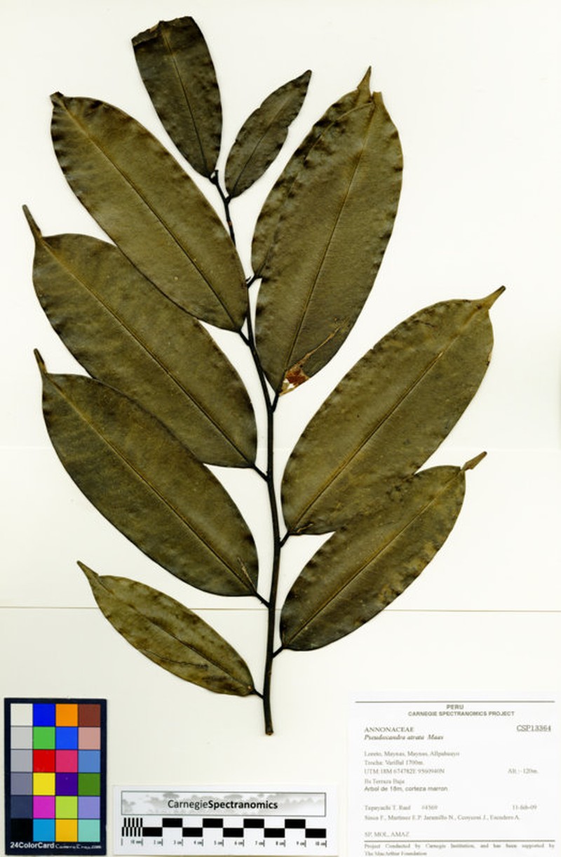 Pseudoxandra atrata