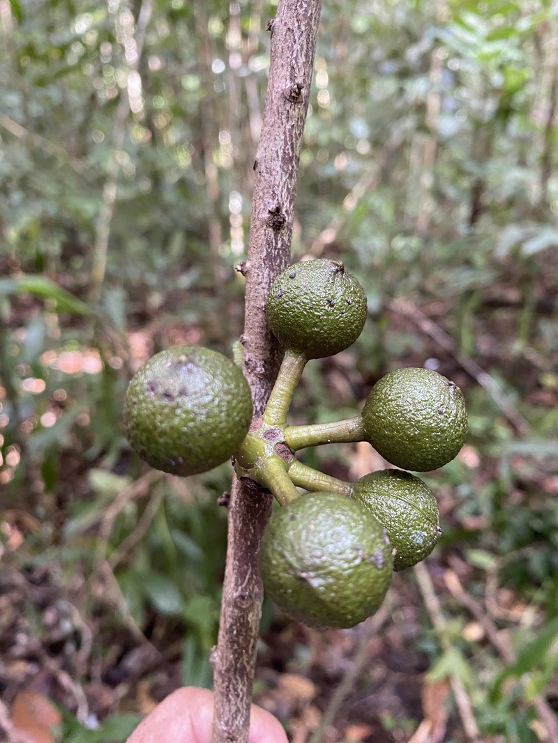 Pseudoxandra bahiensis photo 3