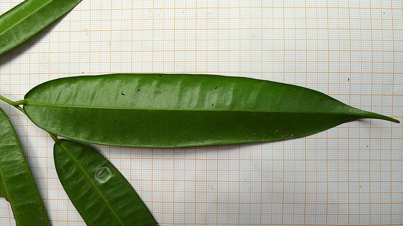 Pseudoxandra bahiensis
