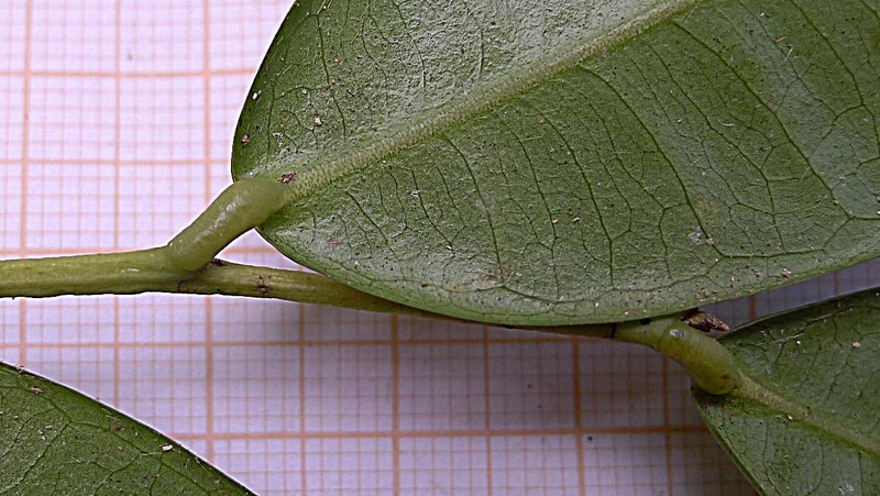 Pseudoxandra bahiensis photo 4