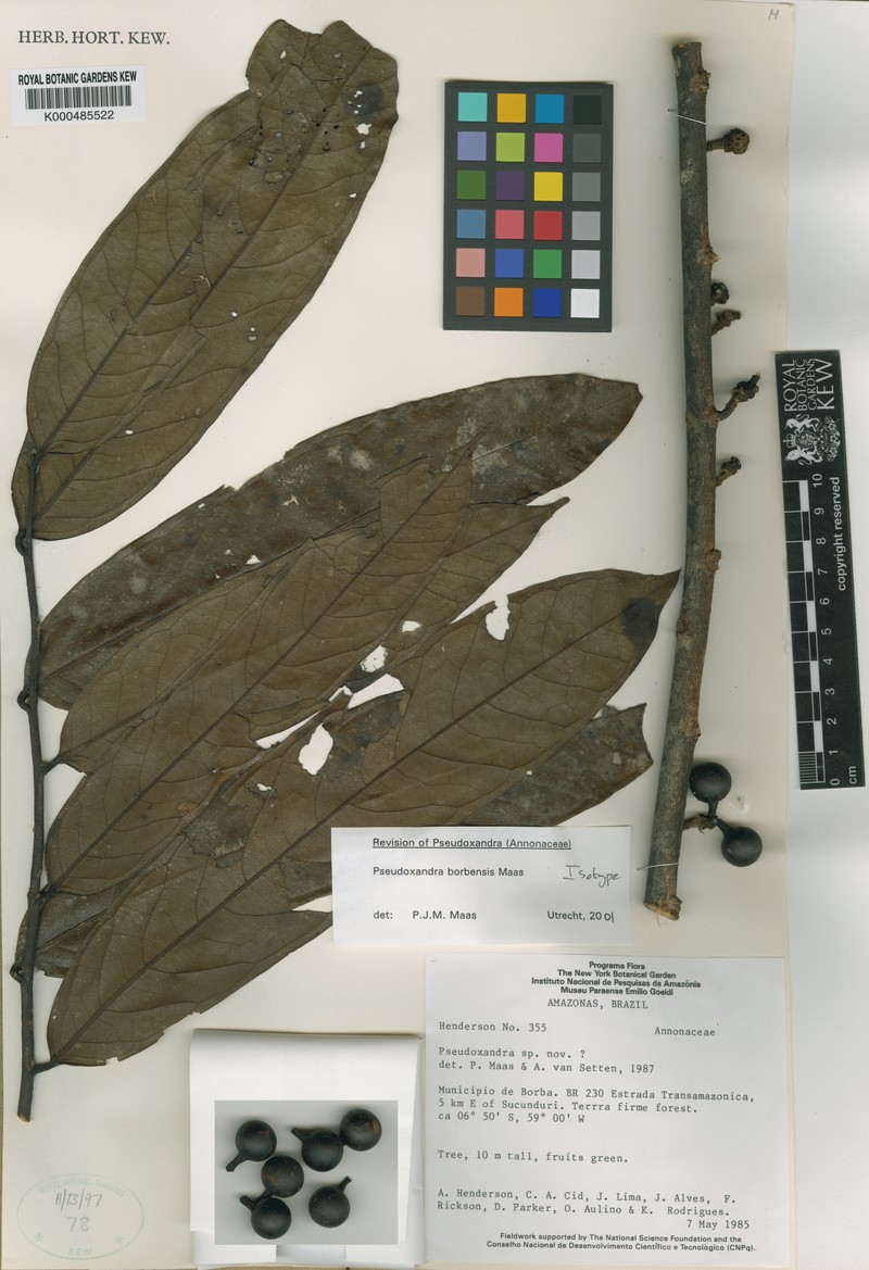 Pseudoxandra borbensis