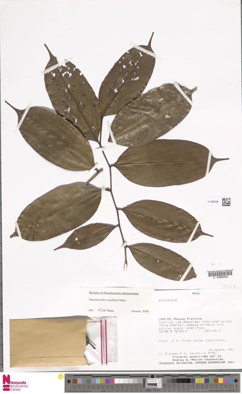 Pseudoxandra cauliflora