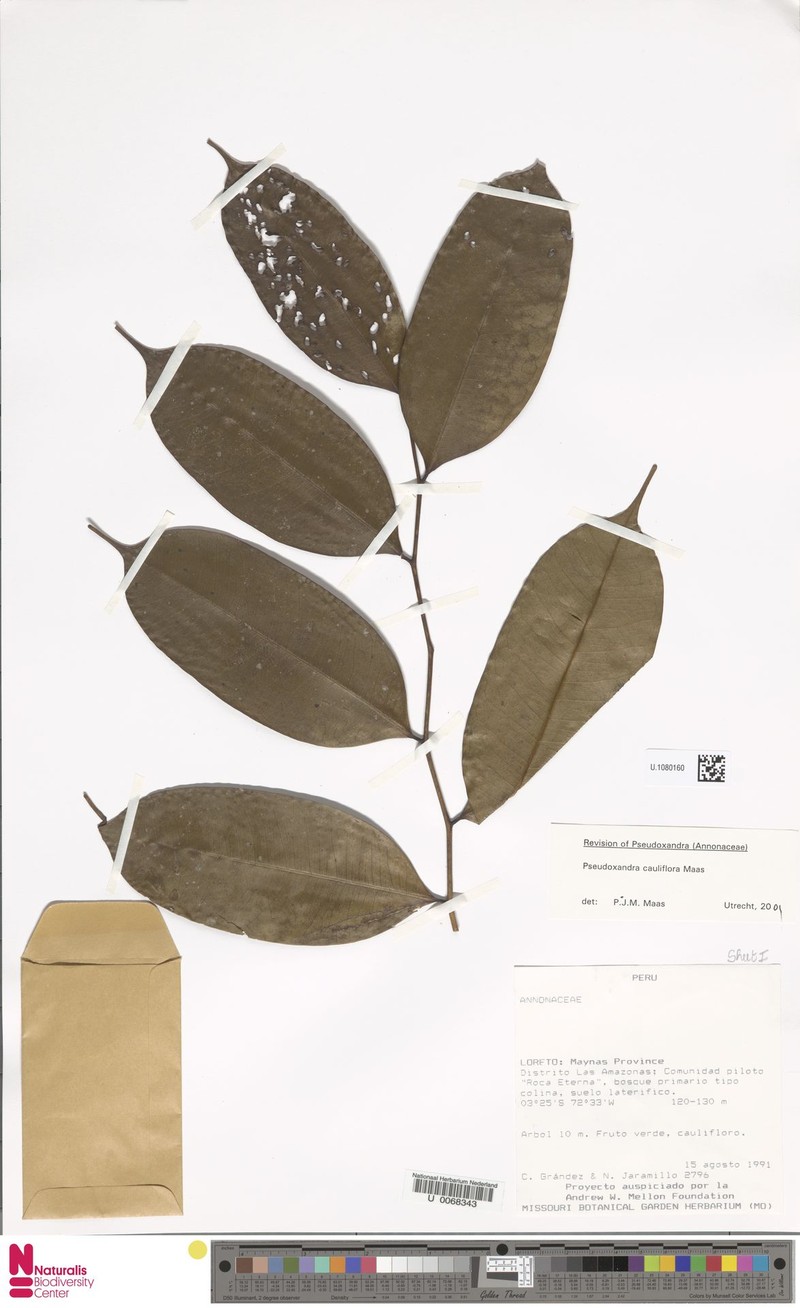 Pseudoxandra cauliflora photo 2