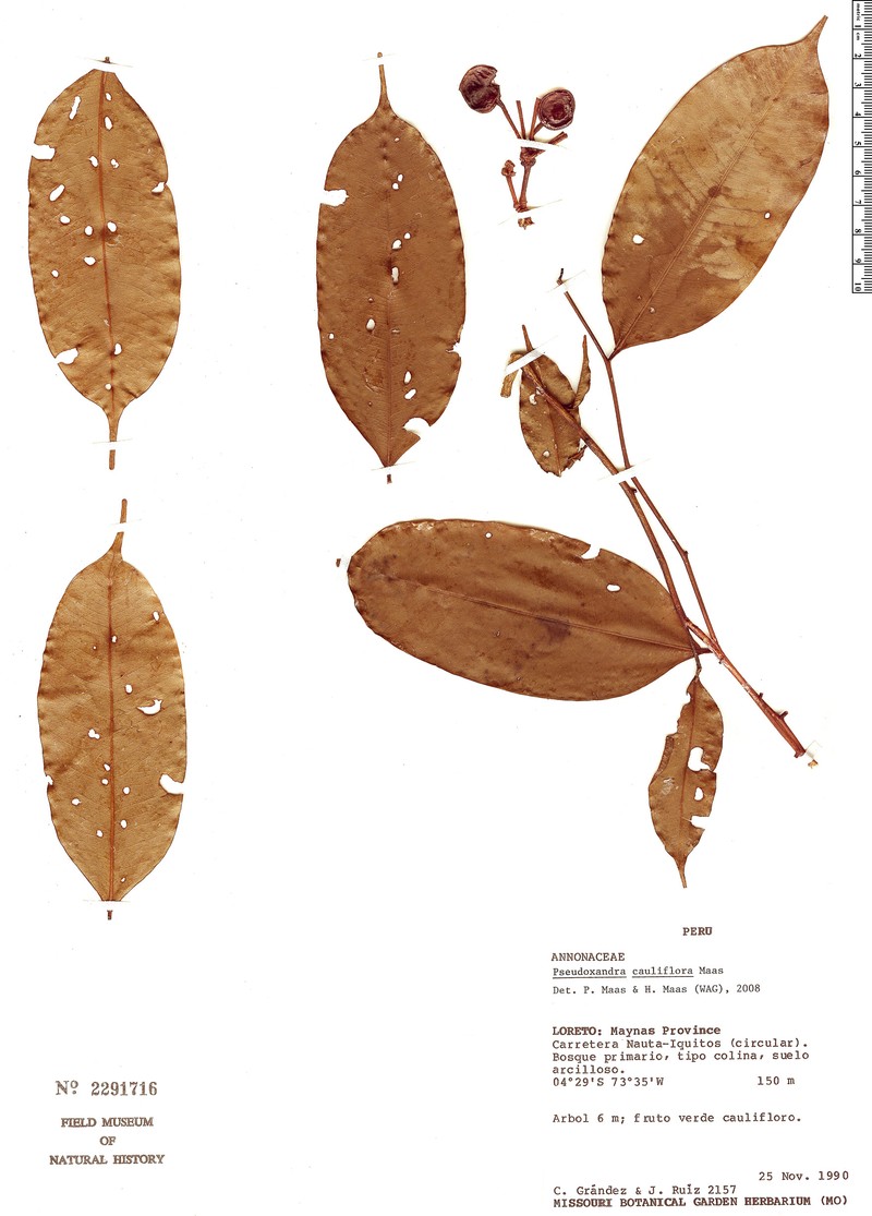 Pseudoxandra cauliflora photo 3