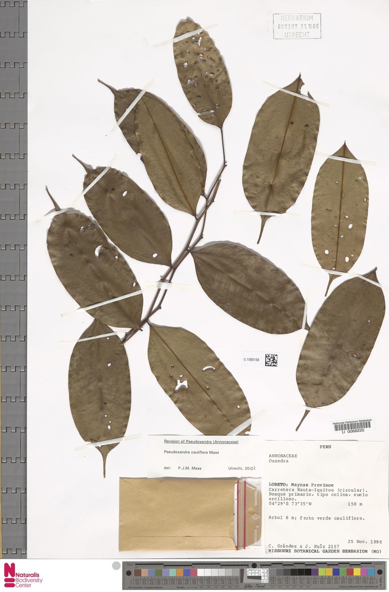 Pseudoxandra cauliflora photo 4