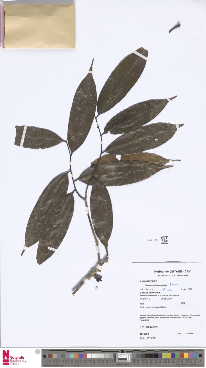 Pseudoxandra cuspidata