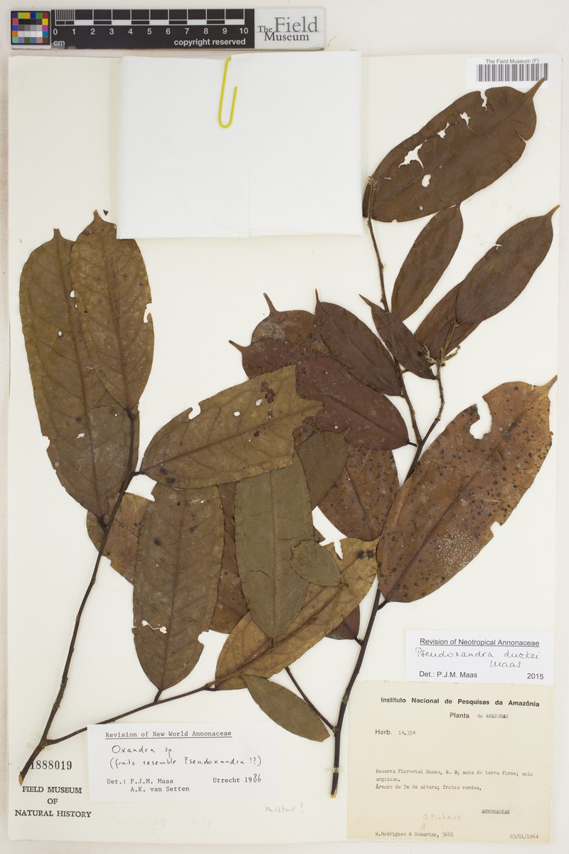 Pseudoxandra duckei