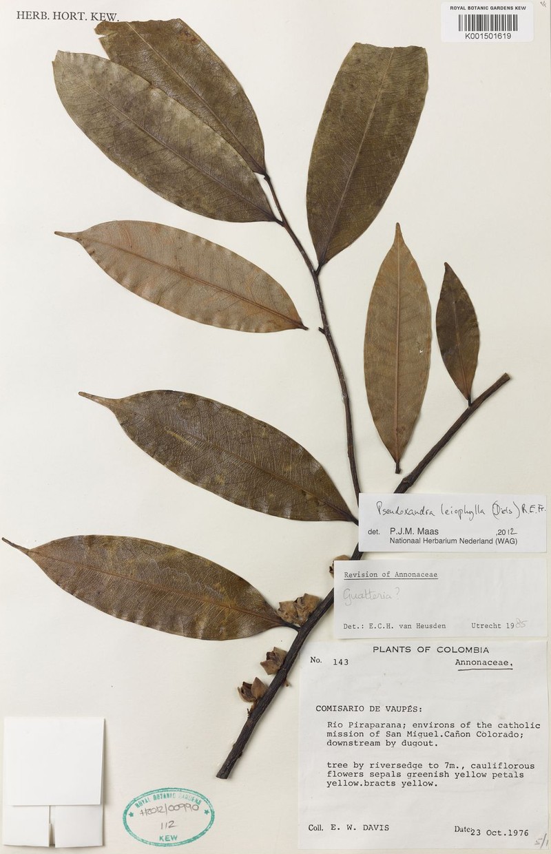 Pseudoxandra leiophylla