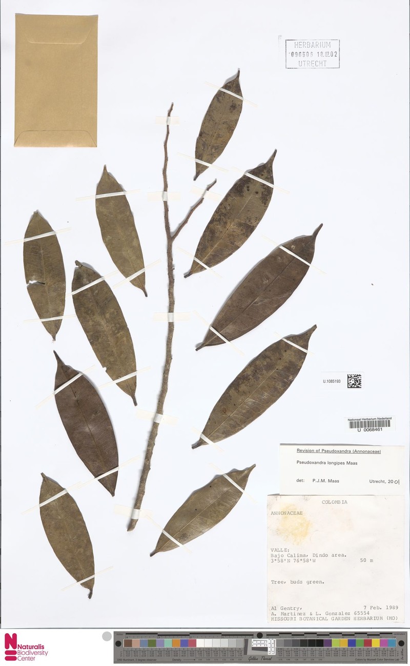 Pseudoxandra longipes