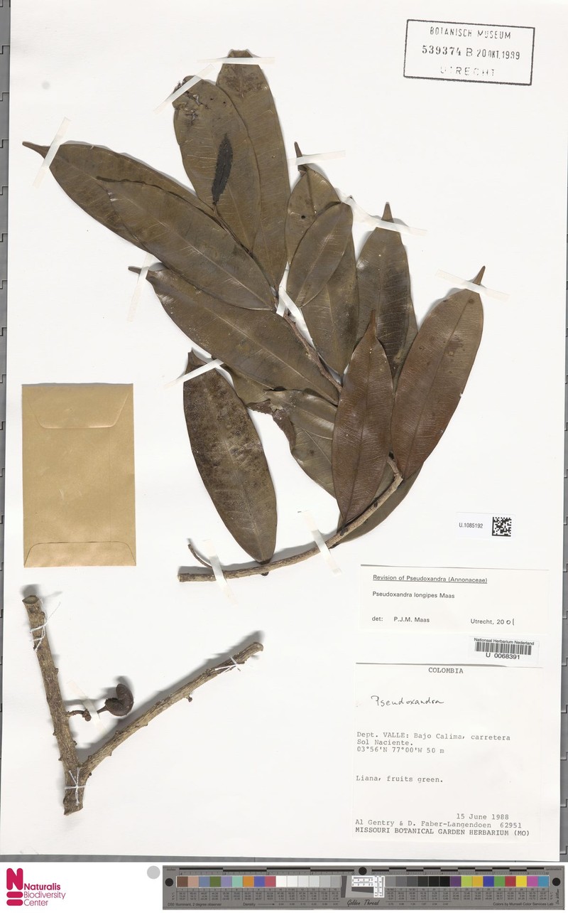 Pseudoxandra longipes photo 2