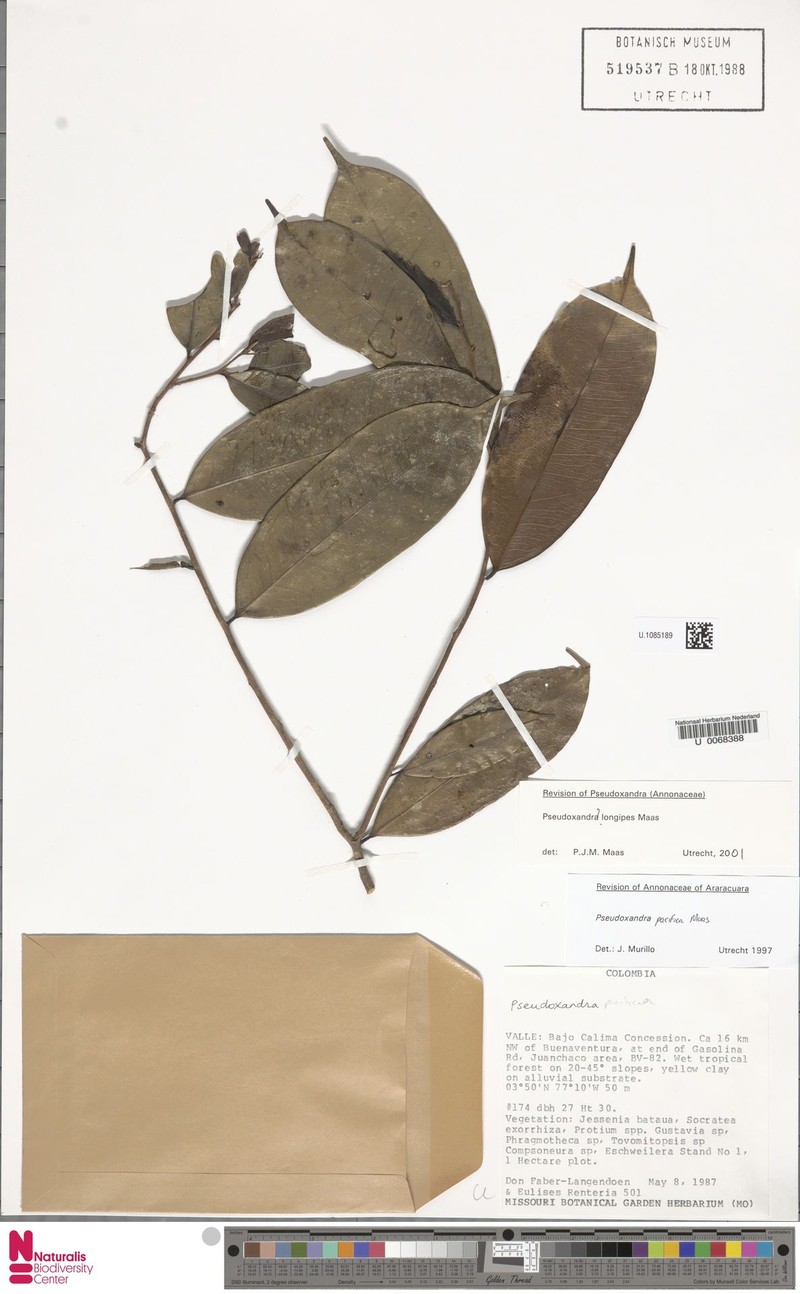 Pseudoxandra longipes photo 3
