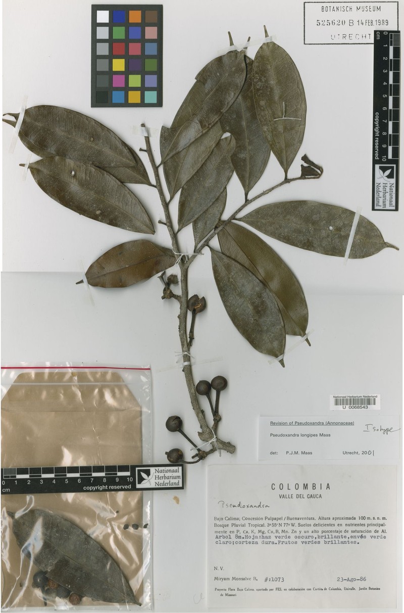 Pseudoxandra longipes photo 4