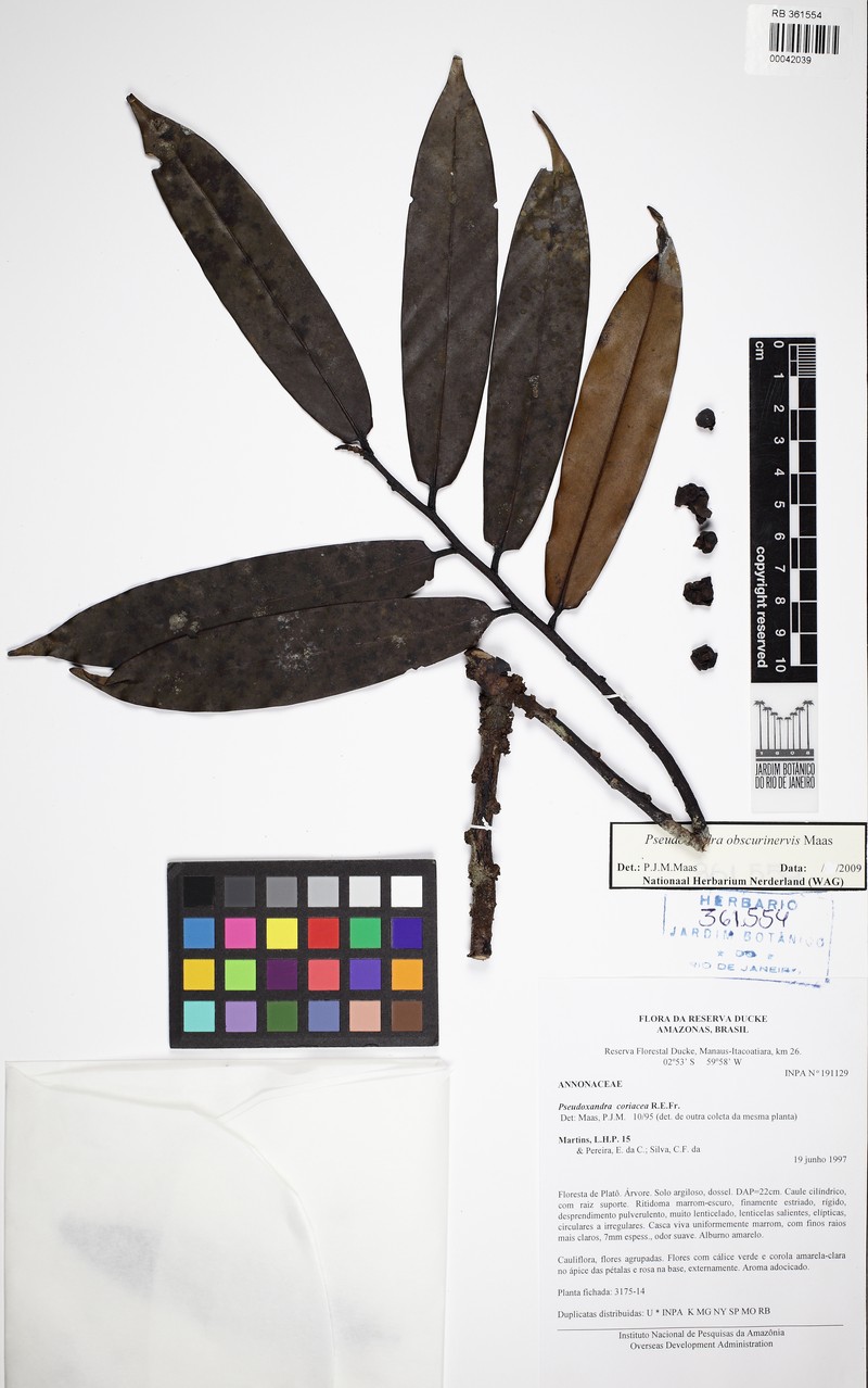 Pseudoxandra obscurinervis