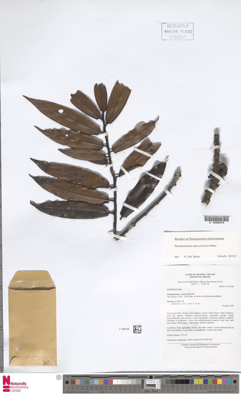 Pseudoxandra obscurinervis photo 2