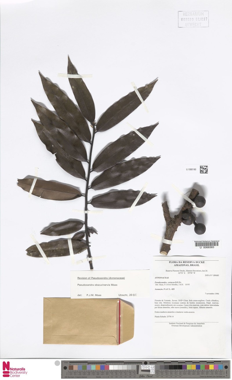 Pseudoxandra obscurinervis photo 3