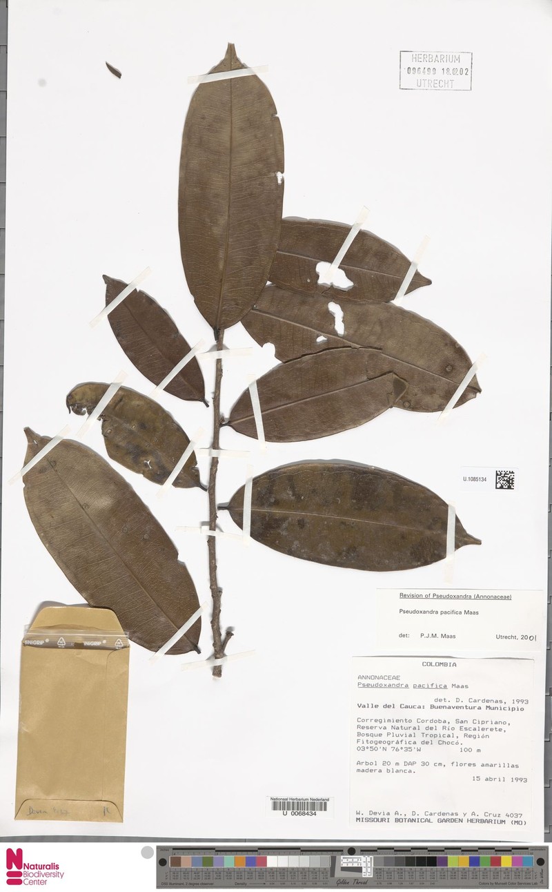 Pseudoxandra pacifica