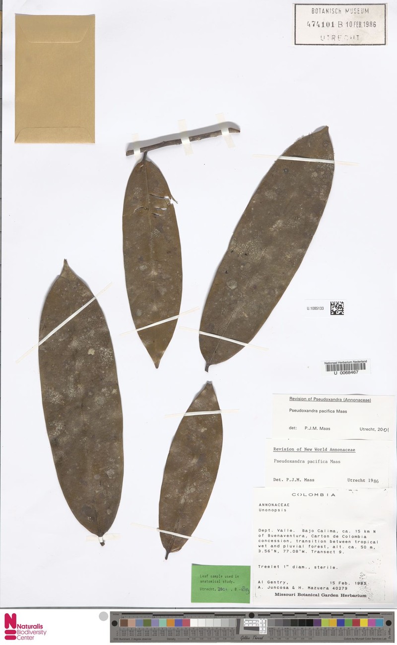Pseudoxandra pacifica photo 2