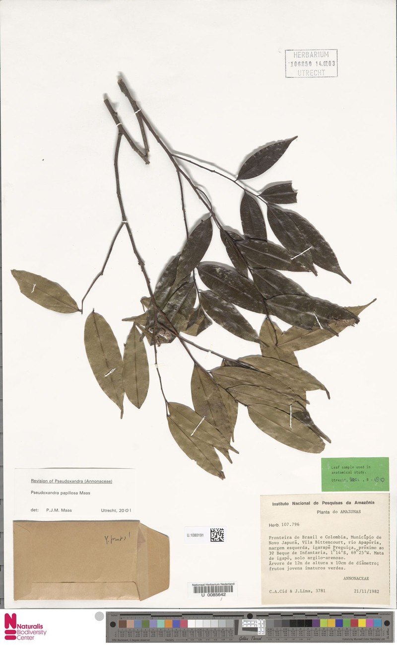 Pseudoxandra papillosa