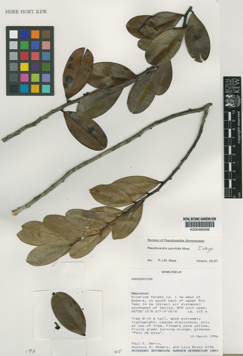 Pseudoxandra parvifolia