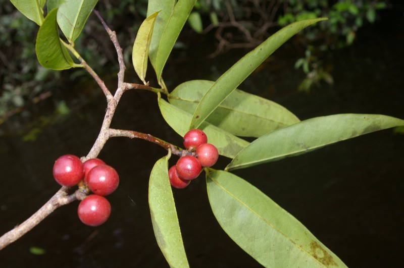 Pseudoxandra polyphleba