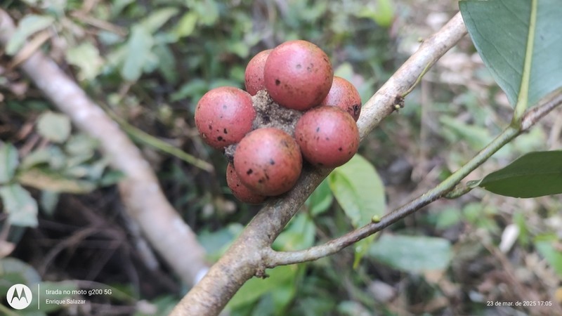 Pseudoxandra polyphleba photo 3
