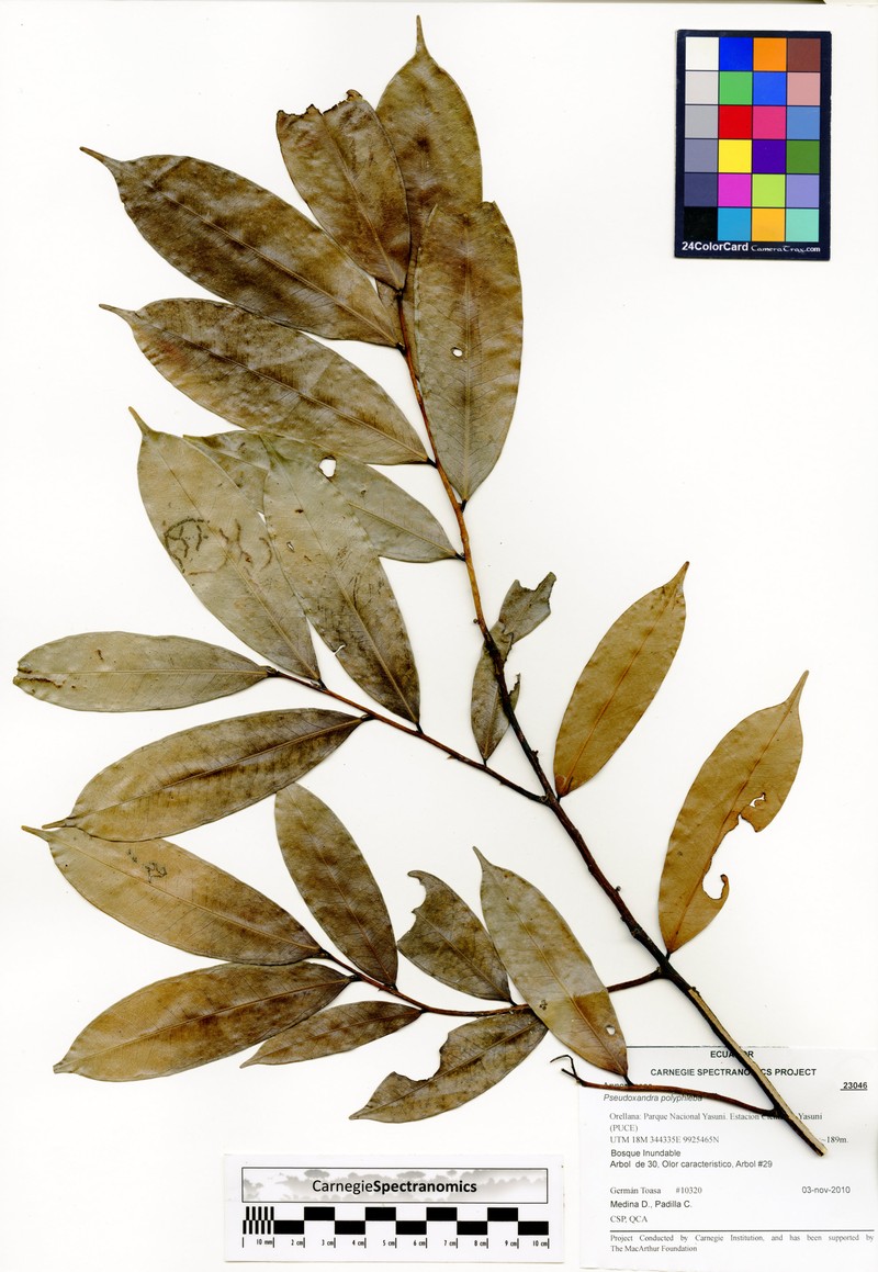 Pseudoxandra polyphleba photo 4