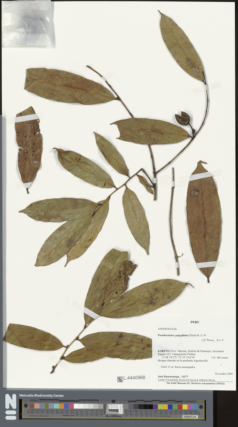 Pseudoxandra polyphleba photo 5