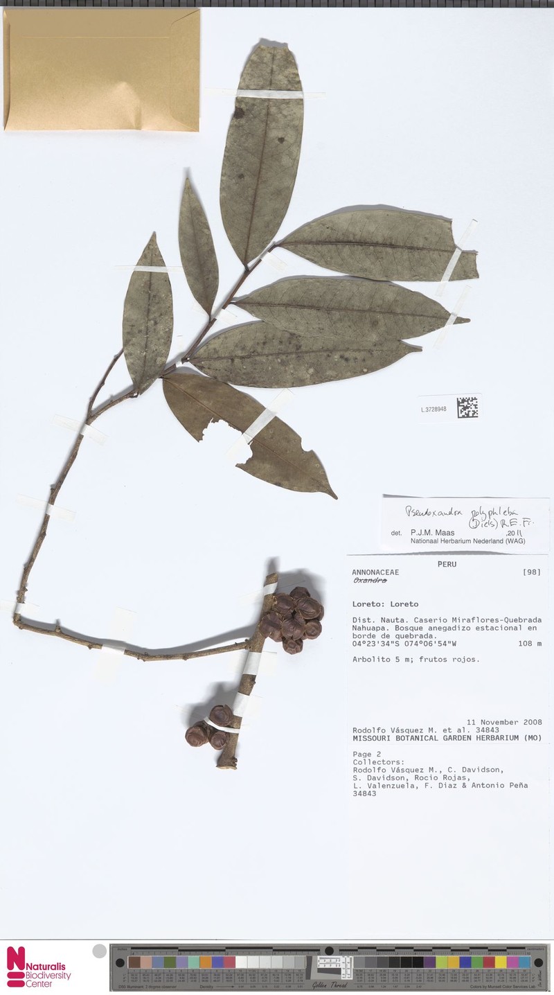 Pseudoxandra polyphleba photo 6
