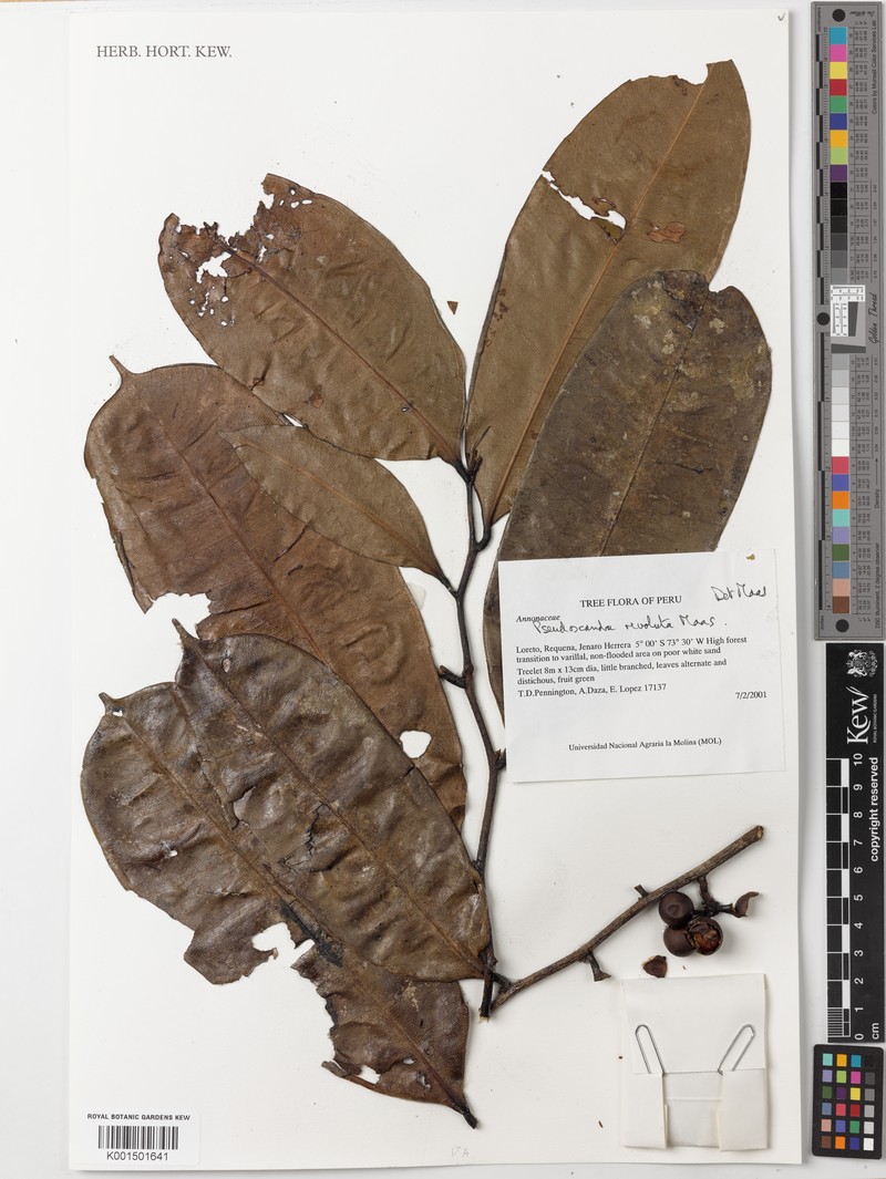 Pseudoxandra revoluta photo 2