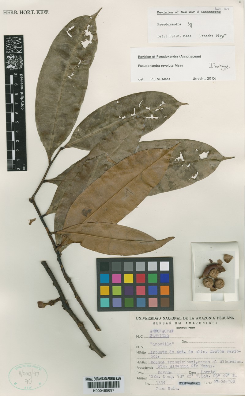 Pseudoxandra revoluta photo 3