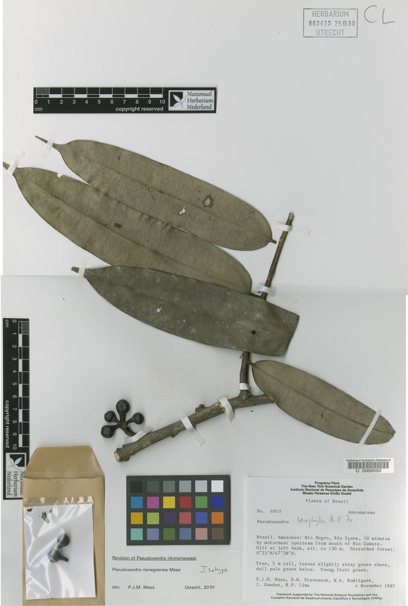 Pseudoxandra rionegrensis